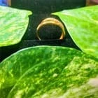 Stylish Gold Plated Alloy Ring for Women – Sparkling Zircon Stone, Adjustable Size Jewelry