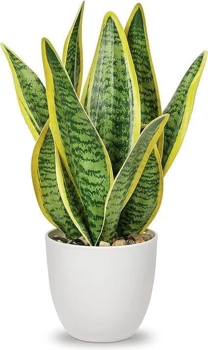Snake Plant Live Indoor Plant with Pot | Air Purifying House Plant | Low Maintenance Oxygen Releasing Indoor Plant for Home Office Bedroom Desk & Living Room Décor | Pack of 1