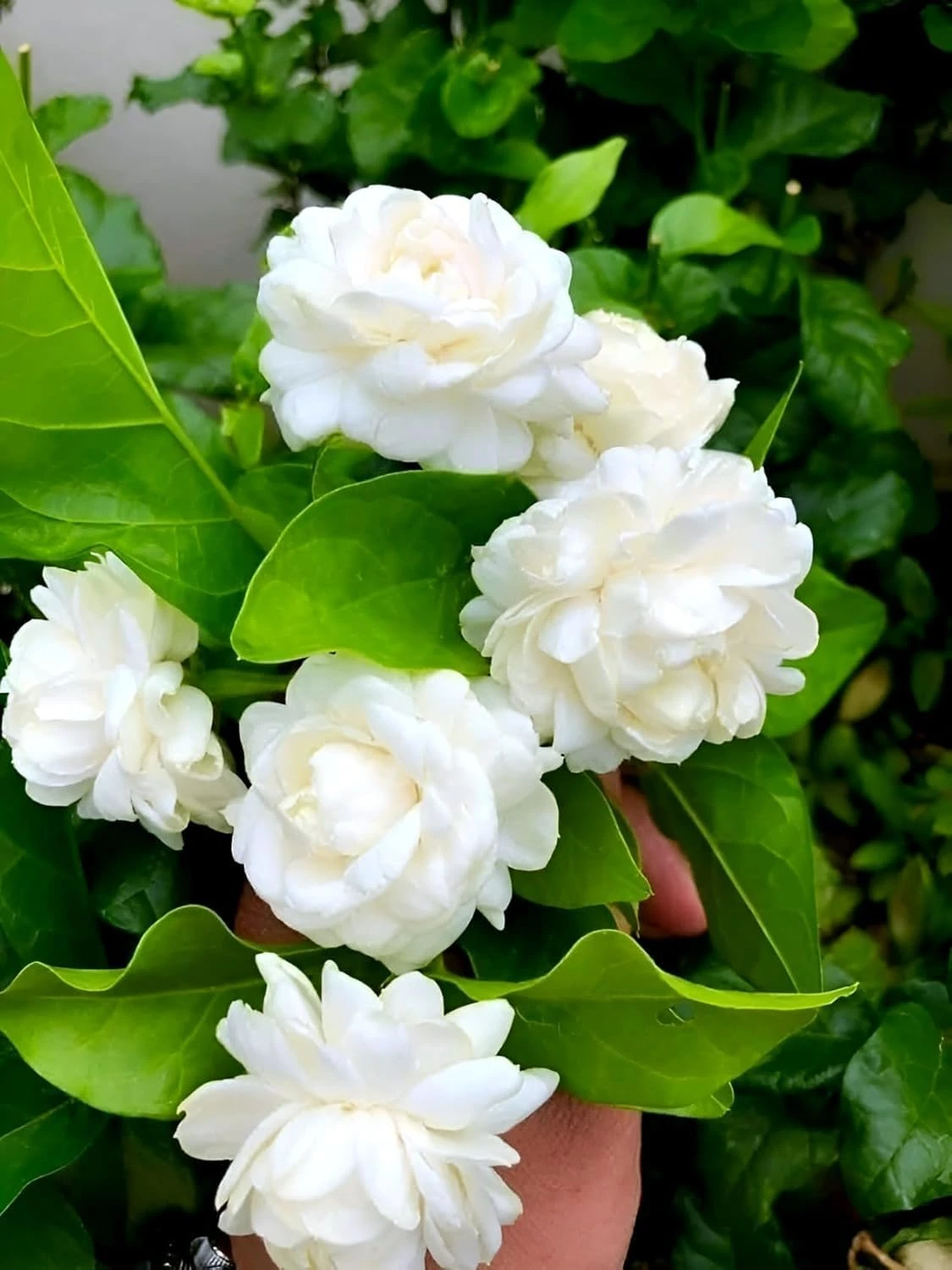 Live Arabian Jasmine Mogra Plant, Fragrant White Double Blooming Flowers, Live Indoor/Outdoor Plant with Plastic Pot (JASMINE/MOGRA PLANT LIVE)