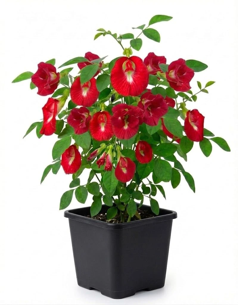 Live Rare Red Aparajita Flower Plant | Red Butterfly Pea (Clitoria Ternatea) Medicinal Creeper with Pot | Fast Growing Flowering Climber for Home Garden, Balcony & Outdoor Use | (Pack of 1)