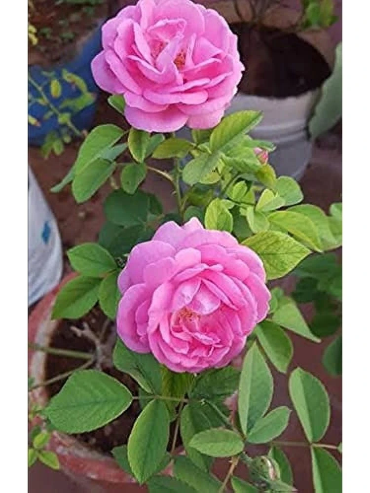 Rose Plant-Pink Rose/Desi Gulab Decorative Flower Live Plant