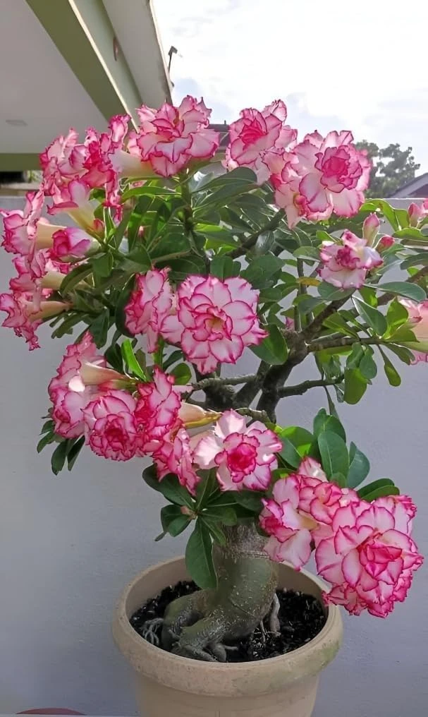 Desert Rose Live Plant, Pink and White Multi-Petal Hybrid, Grafted Indoor/Outdoor Flowering Plant, without pot (Pack of 1)