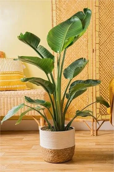 Bird of Paradise Plant Live Strelitzia Reginae Indoor House Plant with Large Green Leaves Pack of 1 Tree