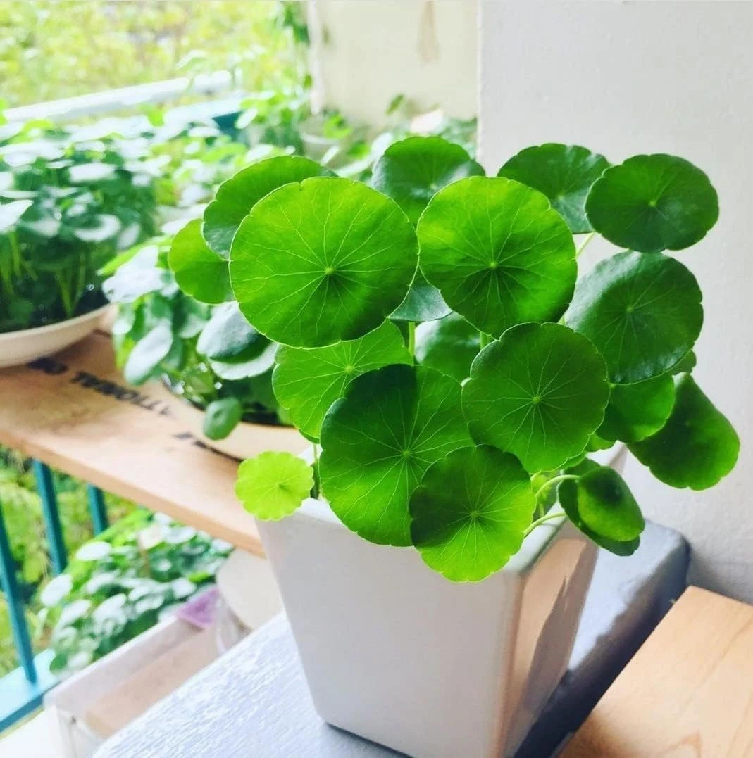 Live Chinese Money Plant pilea peperomioides Pennywort ufo feng shui for office desk balcony terrace garden living room home decoration gifting air purifier lucky study table hanging plant