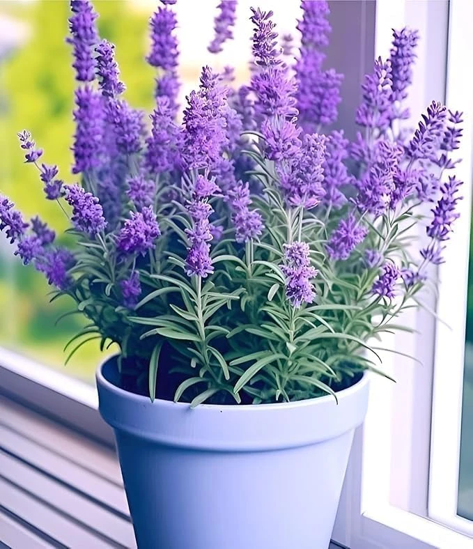 LAVENDER LIVE PLANT ALL SEASON PURPLE FLOWERING PLANT FOR HOME & GARDEN INDOOR OUTDOOR DECORATIVE HERB FRAGRANT LAVENDER PLANT WITH 3 INCH PLASTIC POT (PACK OF 1)