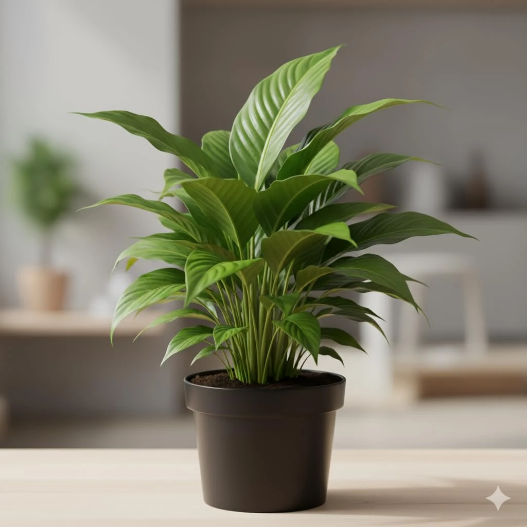 Pink Peace Lily (Spathiphyllum) Live Indoor Plant with Flower Pot For Home Office and Living Room With Pot pack of 1(PEACE LILY FLOWER PLANT) Brand: Generic