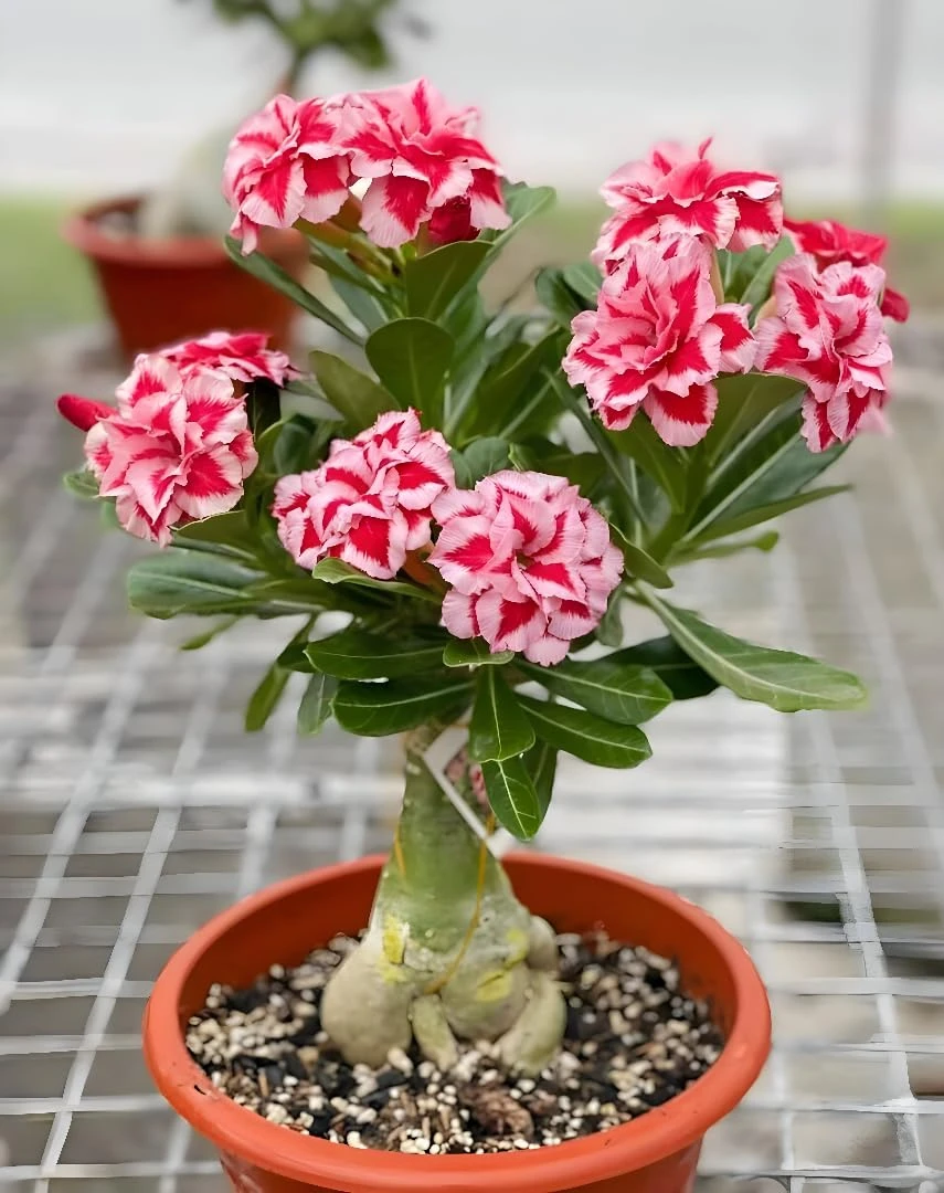 Desert Rose Adenium Live Plant, Hybrid Multicolour Grafted Desert Rose for Home Garden Indoor Outdoor without pot (pack of 1)