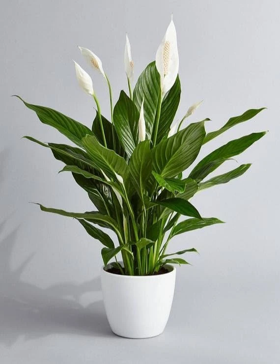Peace Lily (Spathiphyllum) Live Indoor Plant with Flower Pot For Home Office and Living Room With Pot pack of 1 (Lily Plant)