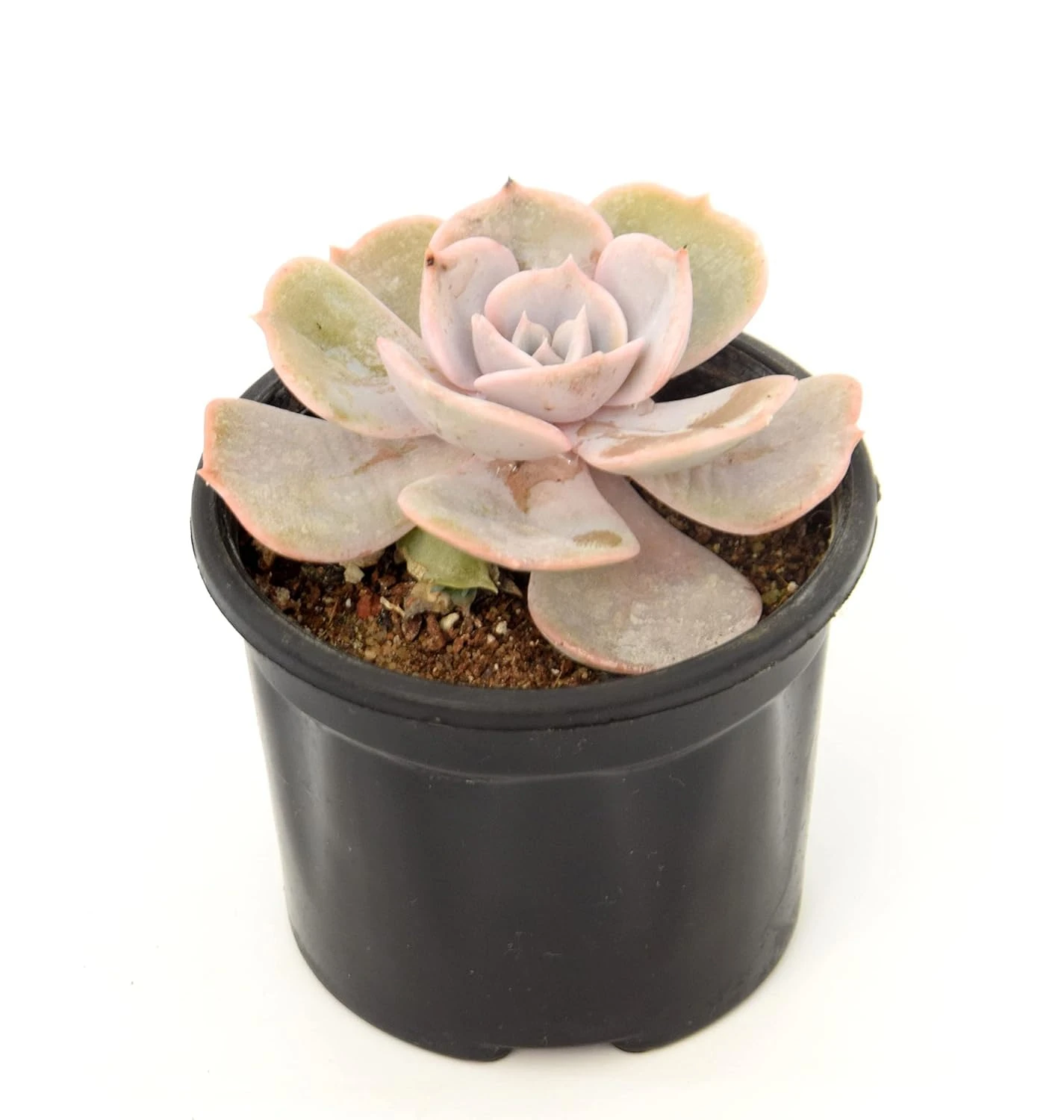 Echeveria Laui Live Succulent with Pot | Rare Powder-Blue Rosette Plant | Low-Maintenance Indoor Decorative Succulent for Desk, Home & Office | Fresh Healthy Live Plant