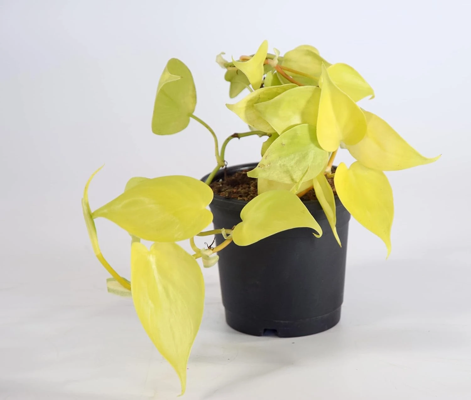 Golden Money Plant with Pot | Air-Purifying Indoor Pothos for Home & Office | Fast-Growing, Low-Maintenance Good Luck Plant | Fresh Healthy Epipremnum Aureum for Décor