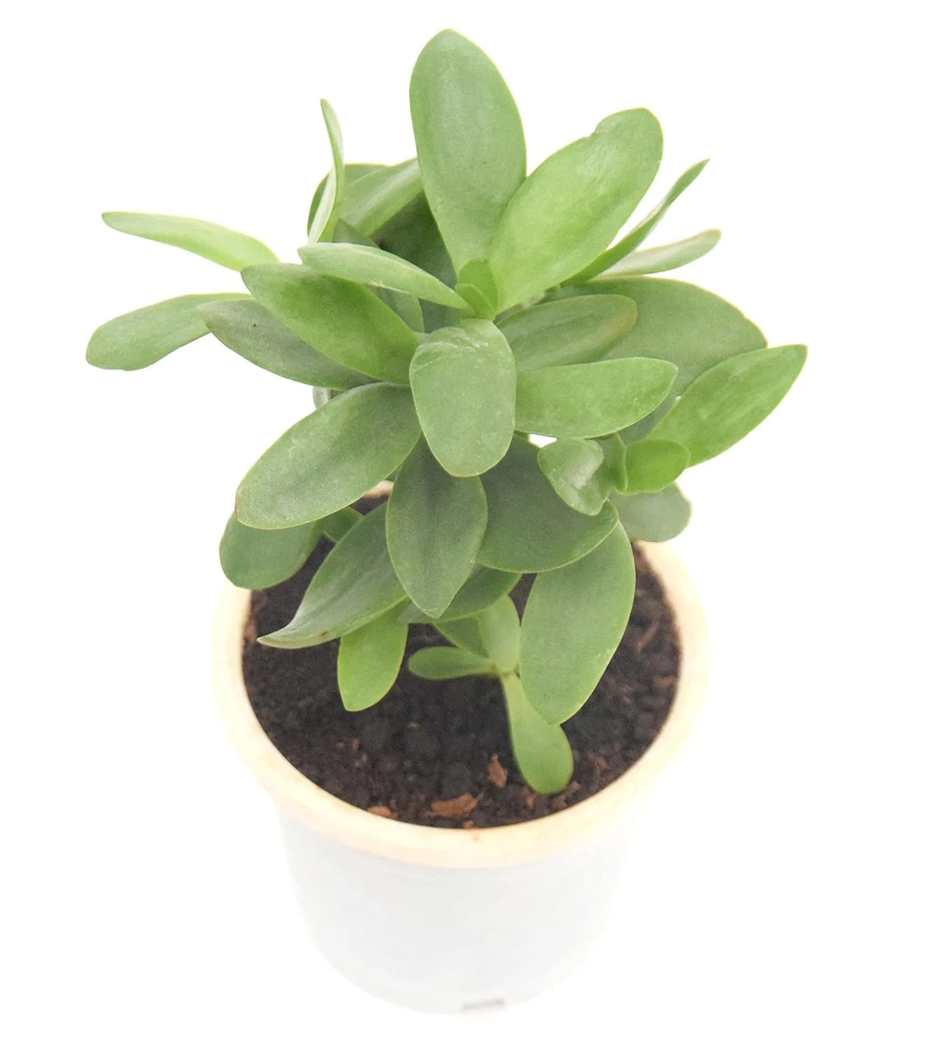 RARE TRANSLUCENT LEAVES: Gemstone-like transparent leaf tips make this succulent highly unique and collectible. LOW-MAINTENANCE MINI PLANT: Needs very little water and grows well even with minimal care.