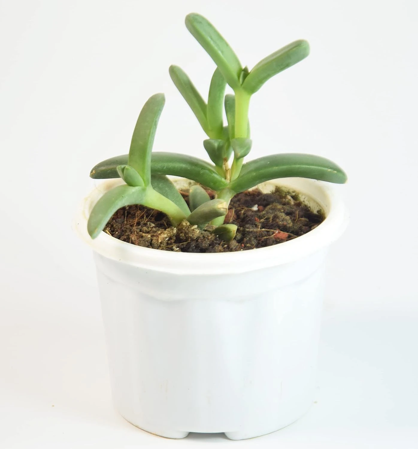 Ice Plant Live Succulent with Pot | Hardy, Fast-Growing Heat & Drought-Tolerant Plant | Fresh Healthy Delosperma for Home, Balcony, Rock Garden & Outdoor Décor